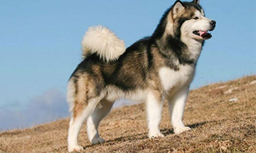 Giá Chó Alaska Thuần Chủng 2021, Nên Mua Chó Đạt bao Ngày Tuổi