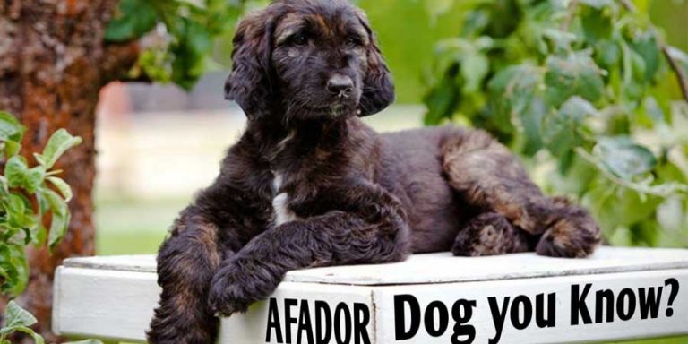 Giống Chó Afador, Đặc Điểm Về Ngoại Hình Và Tính Cách Loài Chó Afador
